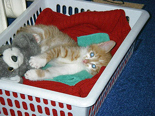 А это одна из первых фотографий  - 7 апреля .  Барсик в своей кроватке в обнимку с игрушкой