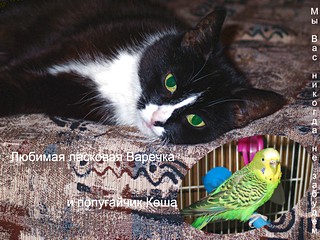 Кошка и попугайчик